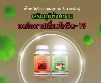 เห็ดหลินจือสกัด รากและดอก Ganolium Royal ganoderma ( ชุดใหญ่ ) - Image 3